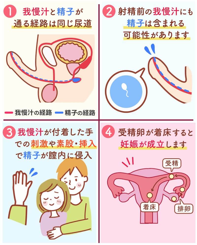 我慢汁で妊娠する理由をイラストで図解